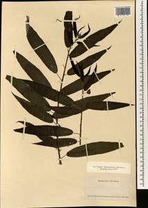 Debregeasia edulis (Siebold & Zucc.) Wedd., Зарубежная Азия (ASIA) (Япония)