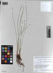 KUZ 002 213, Eleocharis fennica var. sareptana (Zinserl.) Zinserl., Сибирь, Алтай и Саяны (S2) (Россия)
