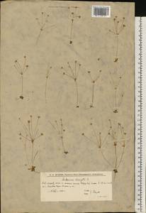 Проломник удлиненный L., Восточная Европа, Нижневолжский район (E9) (Россия)