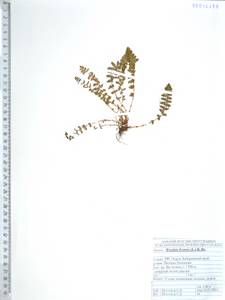 Вудсия эльбская (L.) R.Br., Сибирь, Дальний Восток (S6) (Россия)