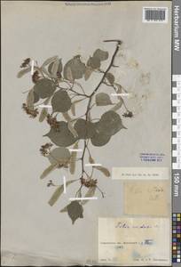 Липа сердцелистная, Липа мелколистная Mill., Средняя Азия и Казахстан, Муюнкумы, Прибалхашье и Бетпак-Дала (M9) (Казахстан)