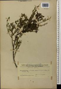 Chrysojasminum fruticans (L.) Banfi, Кавказ, Азербайджан (K6) (Азербайджан)