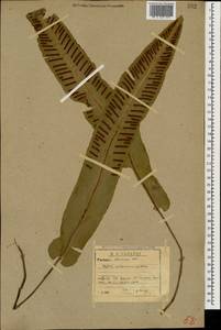 Костенец сколопендровый, Кавказ, Абхазия (K4a) (Абхазия)