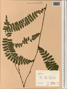 Лигодиум, Зарубежная Азия (ASIA) (Вьетнам)