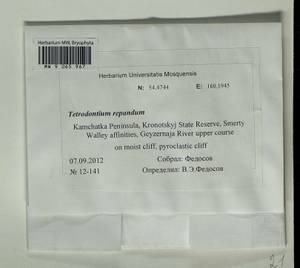 Tetrodontium repandum (Funck) Schwägr., Гербарий мохообразных, Мхи - Чукотка и Камчатка (B21) (Россия)