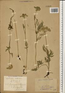 Кадения сомнительная (Schkuhr) Lavrova & V.N.Tikhom., Восточная Европа, Восточный район (E10) (Россия)