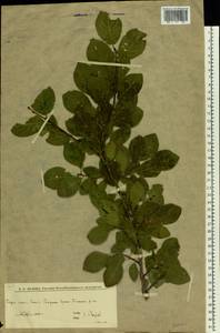 Rosaceae, Восточная Европа, Нижневолжский район (E9) (Россия)