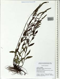 Вероника колосистая L., Восточная Европа, Центральный лесостепной район (E6) (Россия)