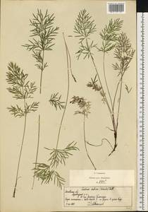 Кадения сомнительная (Schkuhr) Lavrova & V.N.Tikhom., Восточная Европа, Московская область и Москва (E4a) (Россия)