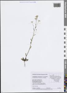 Резушка песчаная, Резуховидка песчаная, Восточная Европа, Центральный район (E4) (Россия)