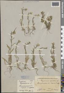 Желтушник выгрызенный L., Средняя Азия и Казахстан, Западный Тянь-Шань и Каратау (M3) (Узбекистан)