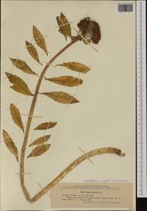 Hylotelephium vulgare (Haw.) Holub, Западная Европа (EUR) (Румыния)