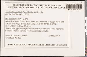 Hookeria acutifolia Hook. & Grev., Гербарий мохообразных, Мхи - Азия (вне границ бывшего СССР) (BAs) (Тайвань)