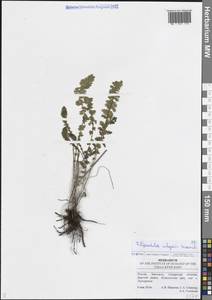 Таволга обыкновенная Moench, Восточная Европа, Средневолжский район (E8) (Россия)