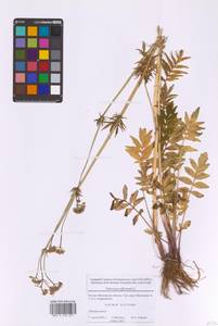 Валериана лекарственная L., Восточная Европа, Московская область и Москва (E4a) (Россия)