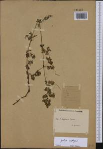 Подмаренник мягкий L., Восточная Европа, Западный район (E3) (Россия)