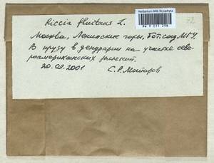 Riccia fluitans L., Гербарий мохообразных, Мхи - Москва и Московская область (B6a) (Россия)