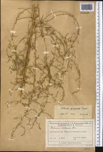 Полынь пятидольчатая Trautv., Средняя Азия и Казахстан, Муюнкумы, Прибалхашье и Бетпак-Дала (M9) (Казахстан)