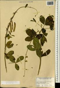 Crotalaria pallida Aiton, Зарубежная Азия (ASIA) (Индия)