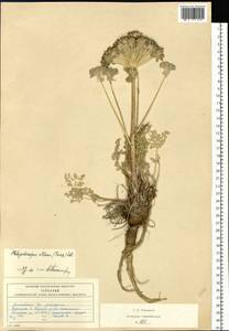 Вздутоплодник волосистый (Turcz. ex Fisch. & C.A.Mey.) Turcz. ex Ledeb., Сибирь, Алтай и Саяны (S2) (Россия)