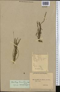 Подорожник тонкоцветковый Waldst. & Kit., Средняя Азия и Казахстан, Северный и Центральный Казахстан (M10) (Казахстан)