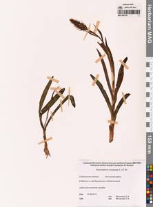 Кокушник длиннорогий (L.) R.Br., Сибирь, Дальний Восток (S6) (Россия)