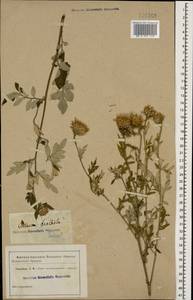 Псефеллюс подбеленный (Willd.) C. Koch, Кавказ (без точных местонахождений) (K0)
