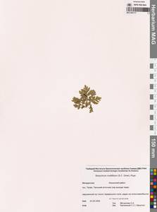 Sceptridium multifidum (S.G.Gmel.) M.Nishida ex Tagawa, Сибирь, Чукотка и Камчатка (S7) (Россия)