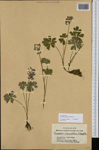Corydalis pauciflora subsp. sajanensis (Peschkova) Mikhailova, Сибирь, Алтай и Саяны (S2) (Россия)