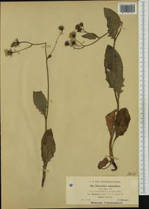 Hieracium froelichianum subsp. wimmeri (R. Uechtr.) Gottschl. & Greuter, Западная Европа (EUR) (Чехия)