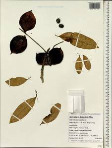 Sterculia lanceolata var. coccinea (Jack) Phengklai, Зарубежная Азия (ASIA) (Вьетнам)
