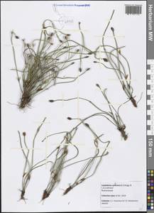 Lepidobolus quadratus B.G.Briggs & L.A.S.Johnson, Австралия и Океания (AUSTR) (Австралия)