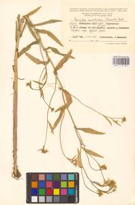 Жерушник австрийский (Crantz) Besser, Восточная Европа, Нижневолжский район (E9) (Россия)