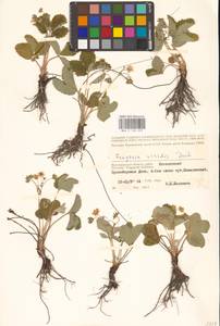 Земляника зеленая, Полуница Duchesne, Восточная Европа, Нижневолжский район (E9) (Россия)