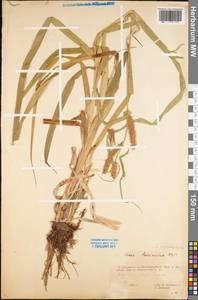 Carex utriculata Boott, Восточная Европа, Северный район (E1) (Россия)