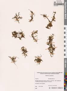 Болотник обыкновенный L., Сибирь, Чукотка и Камчатка (S7) (Россия)