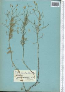 Delphinium barbatum Bunge, Средняя Азия и Казахстан, Памир и Памиро-Алай (M2) (Таджикистан)