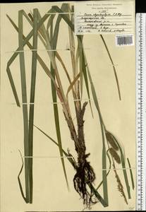 Carex utriculata Boott, Восточная Европа, Центральный район (E4) (Россия)