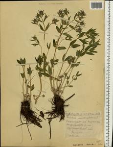 Nepeta ucranica subsp. parviflora (M.Bieb.) M.Masclans, Восточная Европа, Средневолжский район (E8) (Россия)