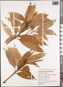 Lithocarpus fenestratus (Roxb.) Rehder, Зарубежная Азия (ASIA) (Вьетнам)