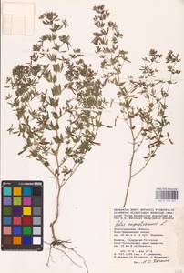 Лядвенец узкий L., Восточная Европа, Ростовская область (E12a) (Россия)