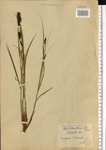 Осока черноколосая M.Bieb. ex Willd., Восточная Европа, Средневолжский район (E8) (Россия)