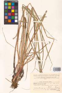 Carex rostrata var. rostrata, Восточная Европа, Северный район (E1) (Россия)