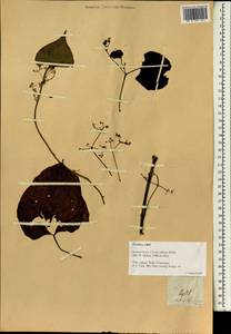 Cissus adnata Roxb., Зарубежная Азия (ASIA) (Филиппины)