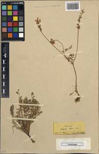 Onobrychis montana subsp. cadmea (Boiss.)P.W.Ball, Зарубежная Азия (ASIA) (Турция)