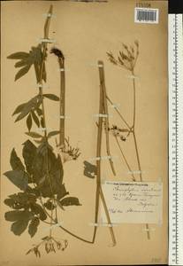 Бутень ароматный L., Восточная Европа, Московская область и Москва (E4a) (Россия)