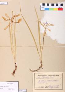Iris lactea f. biglumis (Vahl) Kitag., Сибирь, Алтай и Саяны (S2) (Россия)