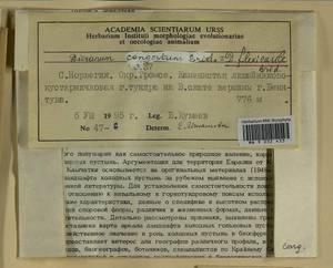 Dicranum flexicaule Brid., Гербарий мохообразных, Мхи - Западная Европа (BEu) (Норвегия)