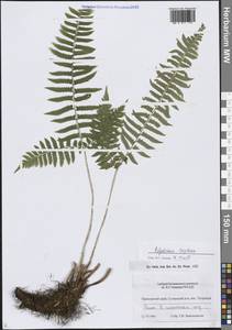 Многорядник трехраздельный (Kunze) C.Presl, Сибирь, Дальний Восток (S6) (Россия)