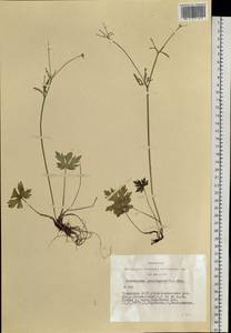 Лютик близкий C.A.Mey., Сибирь, Алтай и Саяны (S2) (Россия)